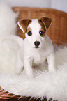 standing Jack Russell Terrier Puppy