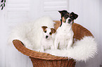 2 Jack Russell Terrier