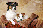 2 Jack Russell Terrier