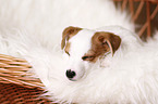 sleeping Jack Russell Terrier Puppy