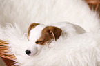 sleeping Jack Russell Terrier Puppy