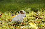 sitting Jack Russell Terrier Puppy