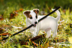 Jack Russell Terrier Puppy