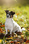 sitting Jack Russell Terrier