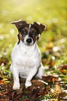 sitting Jack Russell Terrier