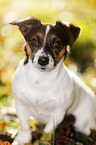 sitting Jack Russell Terrier