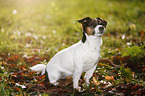 sitting Jack Russell Terrier