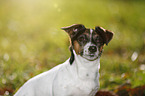 Jack Russell Terrier Portrait