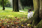 standing Jack Russell Terrier