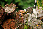 Jack Russell Terrier Puppy