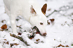 Jack Russell Terrier with stick