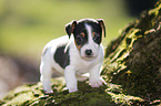 Jack Russell Terrier Puppy