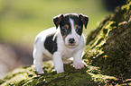 Jack Russell Terrier Puppy