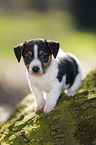 Jack Russell Terrier Puppy