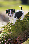 Jack Russell Terrier Puppy