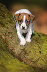 Jack Russell Terrier Puppy