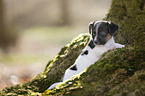 Jack Russell Terrier Puppy