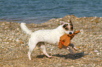 playing Jack Russell Terrier