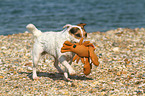 playing Jack Russell Terrier