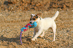 playing Jack Russell Terrier