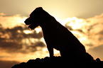 sitting Jack Russell Terrier