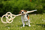 Jack Russell Terrier with carpet beater