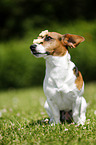 Jack Russell Terrier with treat