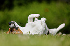 rolling Jack Russell Terrier