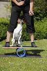 Jack Russell Terrier at balancing