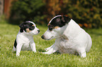 Jack Russell Terrier and Puppy