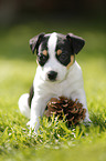 Jack Russell Terrier Puppy in the countryside