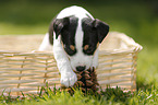 Jack Russell Terrier Puppy in the countryside