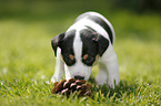 Jack Russell Terrier Puppy in the countryside