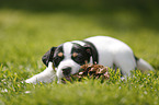 Jack Russell Terrier Puppy in the countryside