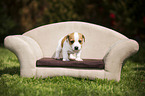 Jack Russell Terrier Puppy in the countryside