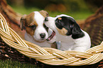 Jack Russell Terrier Puppies in the countryside