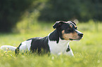 Jack Russell Terrier in the meadow