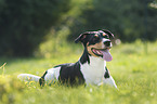 Jack Russell Terrier in the meadow