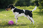 Jack Russell Terrier in the meadow