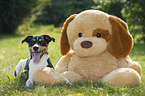 Jack Russell Terrier in the meadow