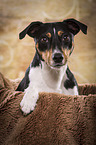 Jack Russell Terrier