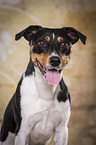 Jack Russell Terrier Portrait