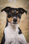 Jack Russell Terrier Portrait