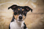 Jack Russell Terrier Portrait