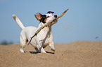 playing Jack Russell Terrier