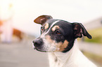 Jack Russell Terrier Portrait