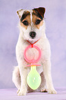 sitting Jack Russell Terrier