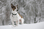 Jack Russell Terrier in snow