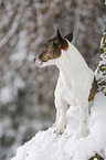 Jack Russell Terrier in snow