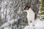 Jack Russell Terrier sits in snow